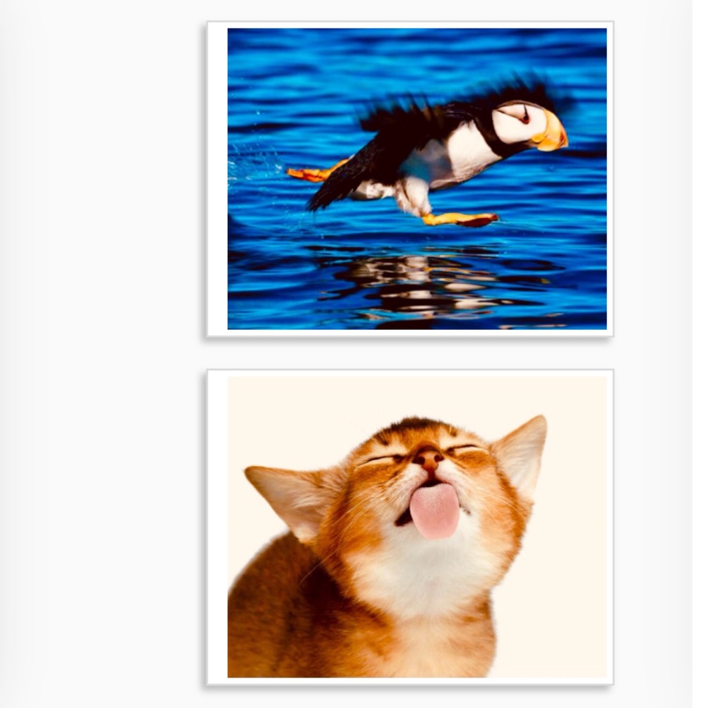 Brand New! Animal Bundle set of three 8.5x11 Ultra Glossy Wall/Locker Posters!😃